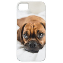 Caso lindo del perro de Puggle iPhone 5 Case-Mate Cárcasas