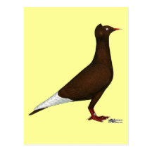 Casquillo de vuelo del vuelo tarjetas postales