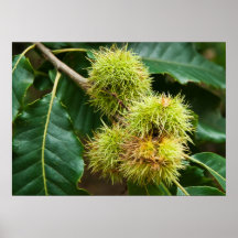 Castaña dulce posters