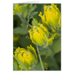 Castilleja de oro indio de la brocha tarjeton
