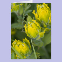 Castilleja de oro indio de la brocha tarjetas