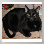 CAT NEGRO POSTER