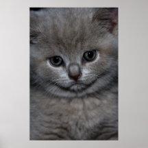 Cat Impresiones