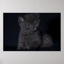 Cat Posters