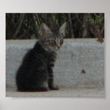 CAT POSTERS