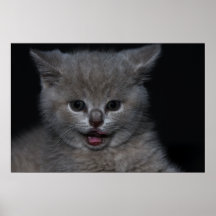 Cat Impresiones