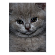 Cat Postkarte