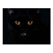 Cat Postkarten