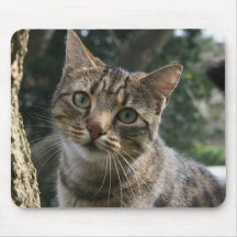 CAT TAPETE DE RATÓN