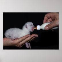 Cat whites poster