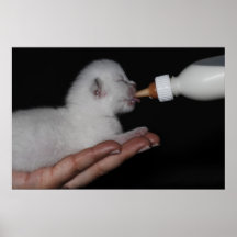 Cat whites posters