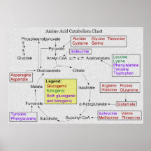Catabolismo del diagrama de los aminoácidos de Pro Poster