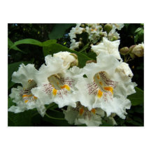 Catalpa florece postal del ~
