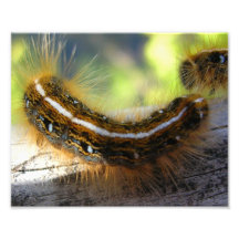 Caterpillar borroso impresiones fotograficas