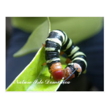 Caterpillar en la hoja postales