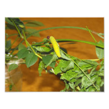 Caterpillar Fotografias