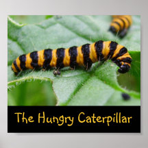 Caterpillar hambriento representa posters