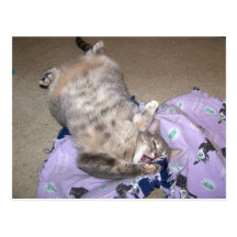 Catnip 2 postales