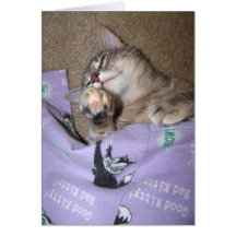 Catnip 3 tarjetas