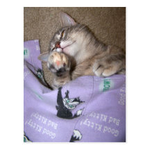 Catnip 3 tarjetas postales