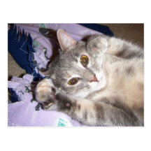 Catnip Postal