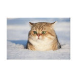 cats_and_snow7 lienzo envuelto para galerias