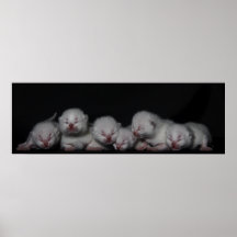 Cats whites impresiones