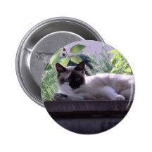 catstare pin