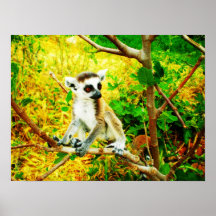 Catta del lemur del bebé impresiones