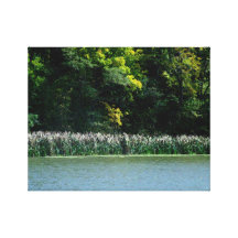 Cattails en el borde de los lagos impresion en lona