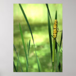 Cattails en la charca posters