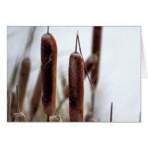 Cattails Tarjetas