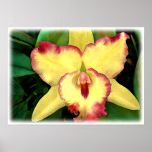 Cattleya amarillo con los volantes rojos poster