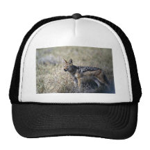 Caza del chacal gorros  