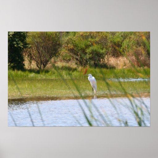 Cazador contrapesado, Egret Posters