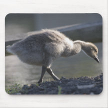 Cazas de Gosling del bebé para la comida Mousepad Alfombrilla De Ratones