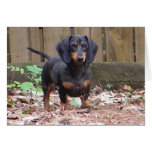 Cc - "le faltamos" tarjeta del dachshund