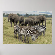 Cebra and Elephants Poster