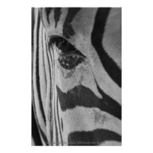 Cebra - arte de la foto papeleria