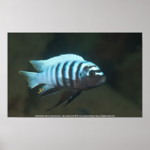 Cebra de Metriaclima [Chinyamwezi] Poster
