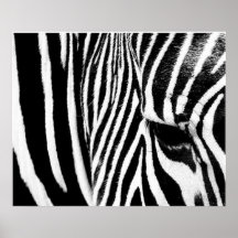 Cebra por tdgallery impresiones