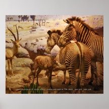 cebras en el museo americano de la historia natura posters