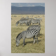 Cebras en el poster de Tanzania