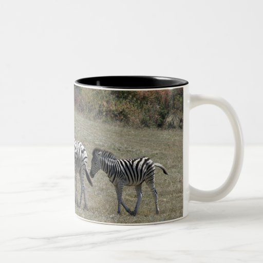 Cebras en la taza del movimiento