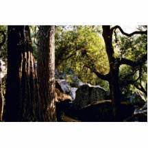 Cedro, pino, y robles, valle de Yosemite Escultura Fotográfica