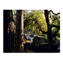 Cedro, pino, y robles, valle de Yosemite Postales
