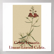 Celsia Linearis. Celsia. Linear-Con hojas Impresiones