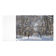 Central Park de la alameda del invierno Tarjeta Fotográfica Personalizada