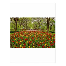 Central Park NYC de los tulipanes Tarjetas Postales