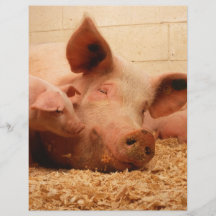 Cerda linda con los cochinillos tarjeta publicitaria